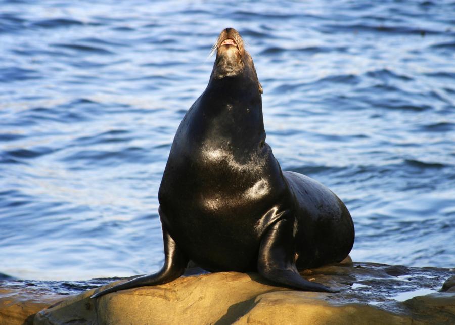 Sea Lion La Jolla Cove