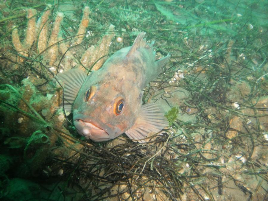 Rock Fish La Jolla Shores