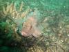 Rock Fish La Jolla Shores - Photoqwest