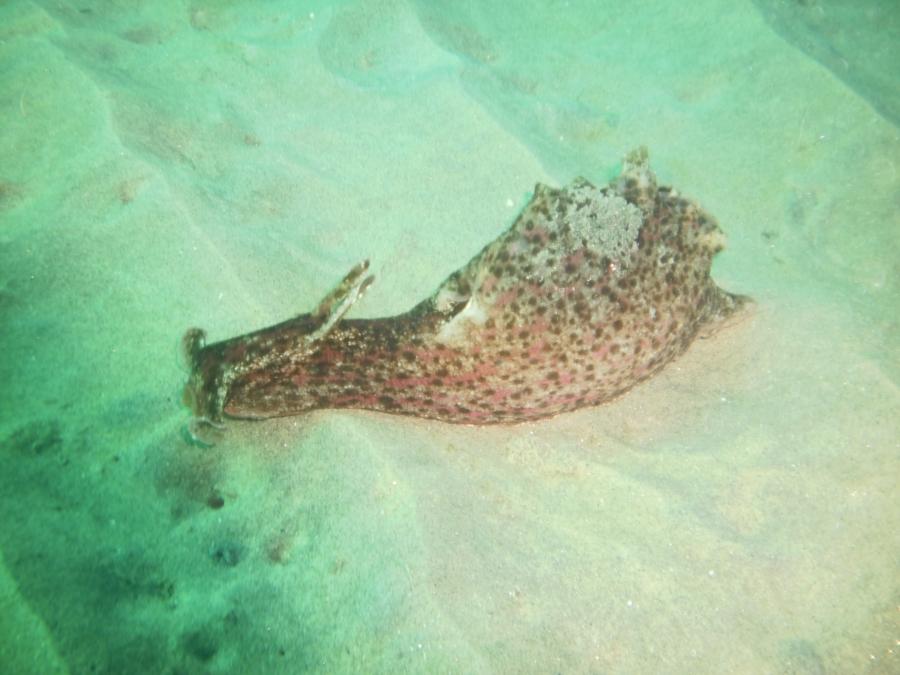 Sea Hare La Jolla Shores