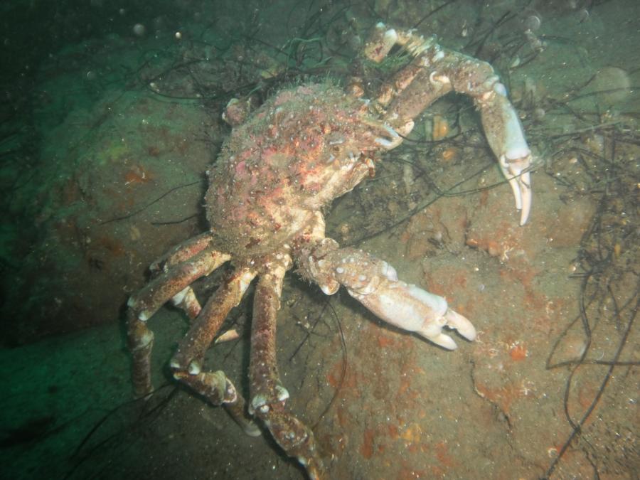 Sheep Crab