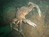 Sheep Crab - Photoqwest