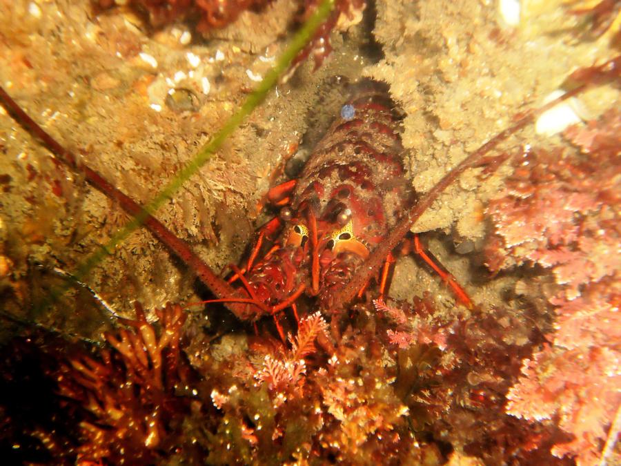 Lobster - La Jolla Cove