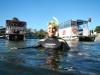 Swimming with Manatees