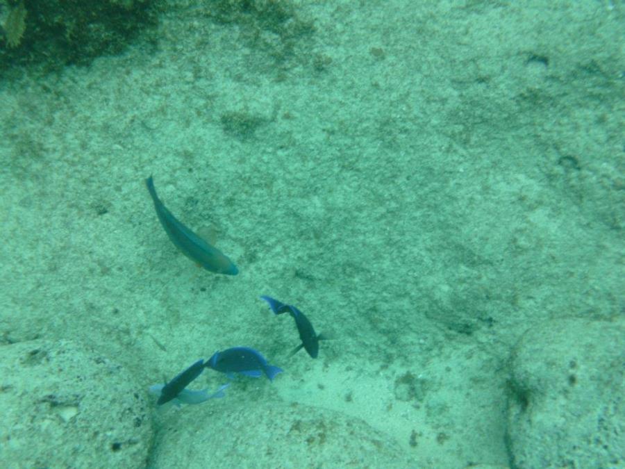 Grand Cayman Shore Dive