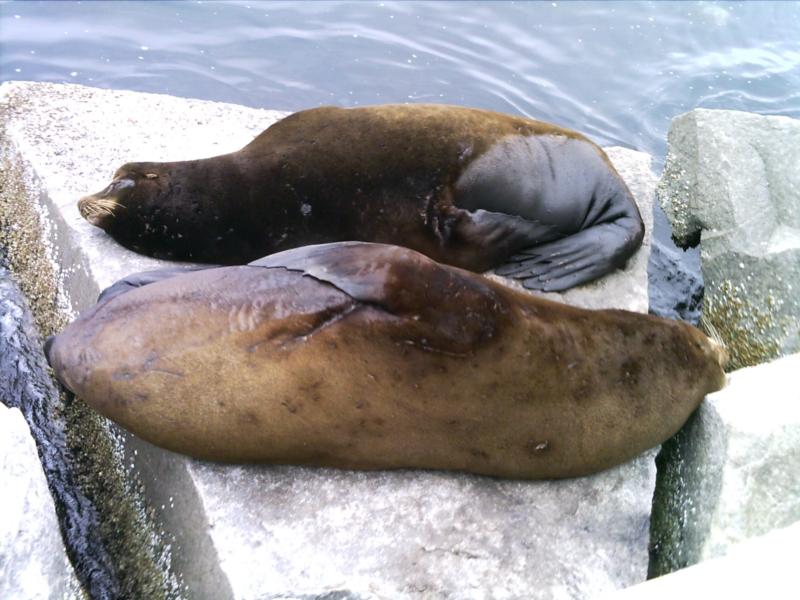 California Sea Lion