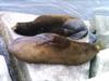 California Sea Lion