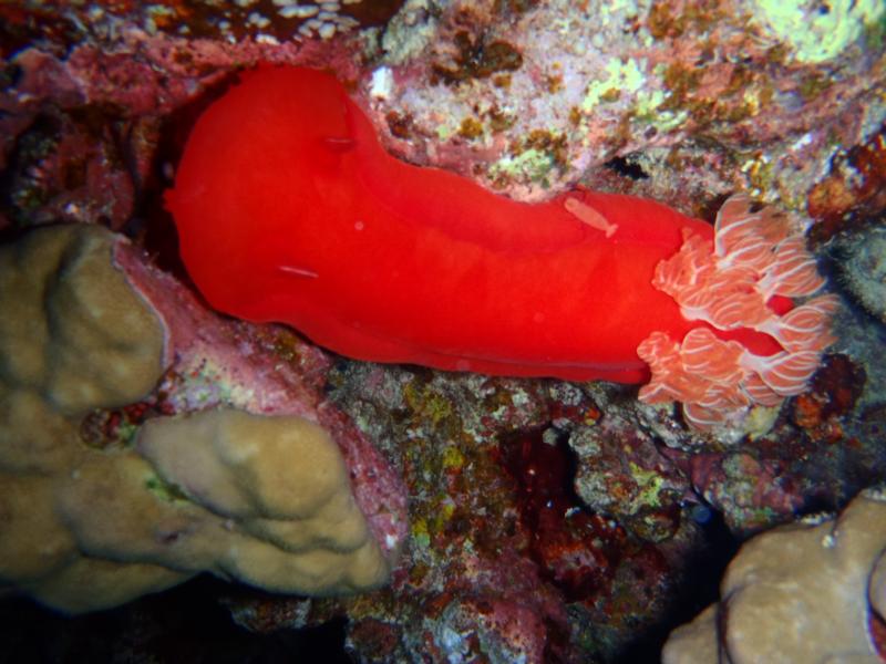 spanish dancer