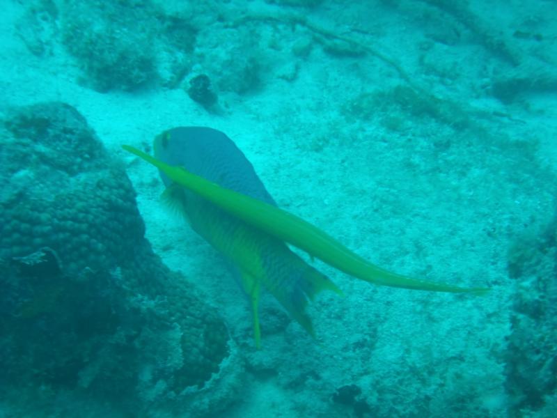 Underwater Buddies....These 2 stuck close by each other and were very hard to take a picture of!!