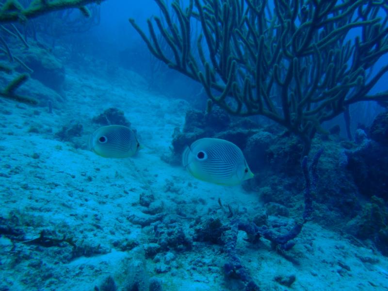 Another Photo Of Us Again. 2 Butterfly Fish