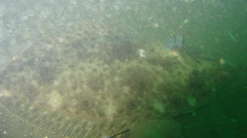 Big flounder