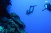 Dive Trip