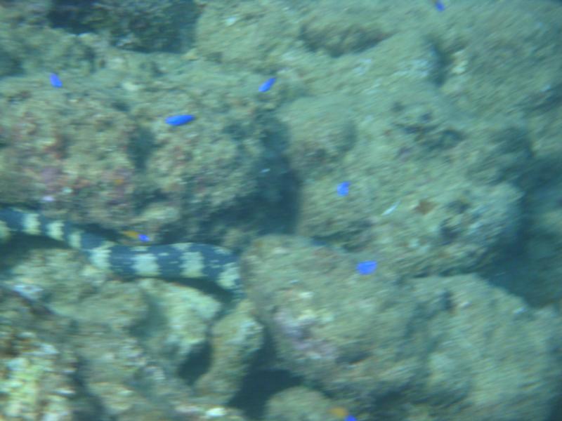 Sea snake off of Kadena, okinawa