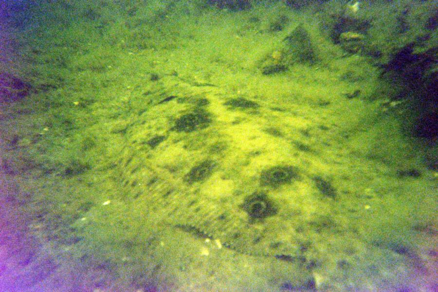 Camouflaged Flounder (I see you!) Black Warrior Wreck