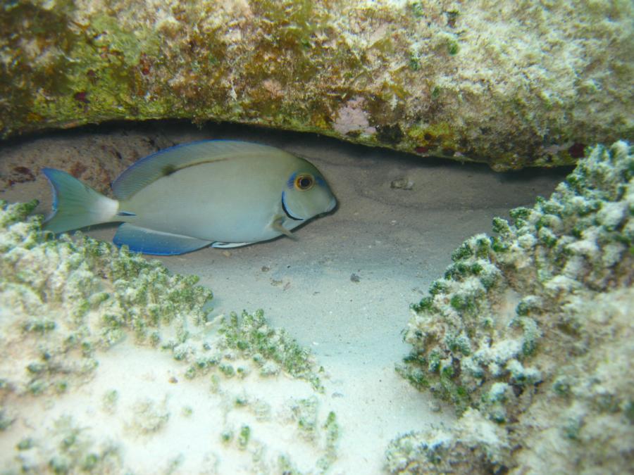 Cozumel