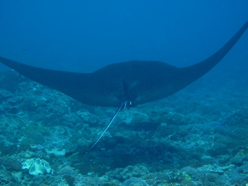 Manta Point1, Nusa Penida, Bali