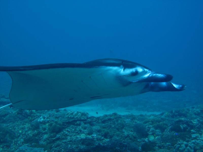 Manta Point2, Nusa Penida, Bali