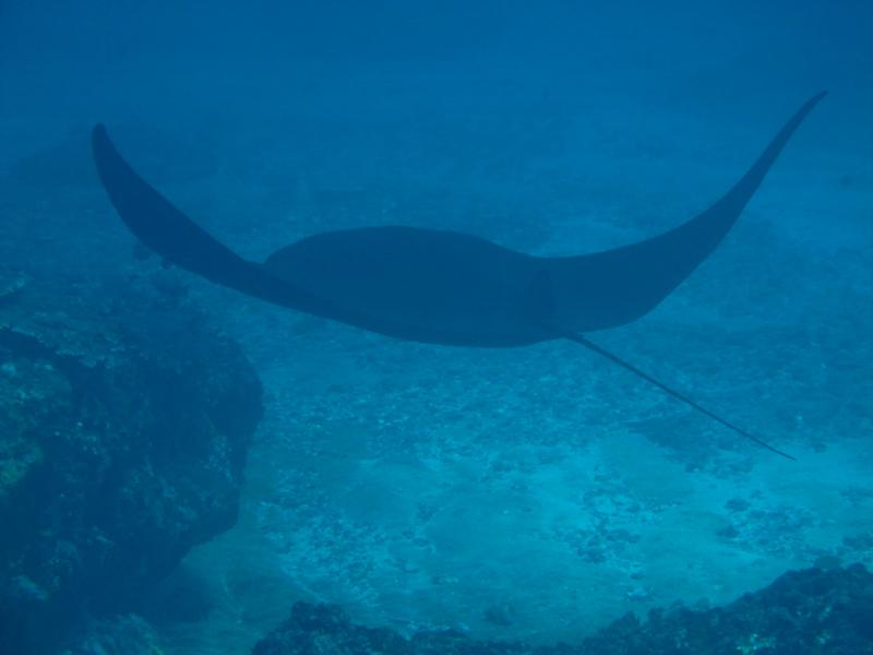 Manta Point3, Nusa Penida, Bali