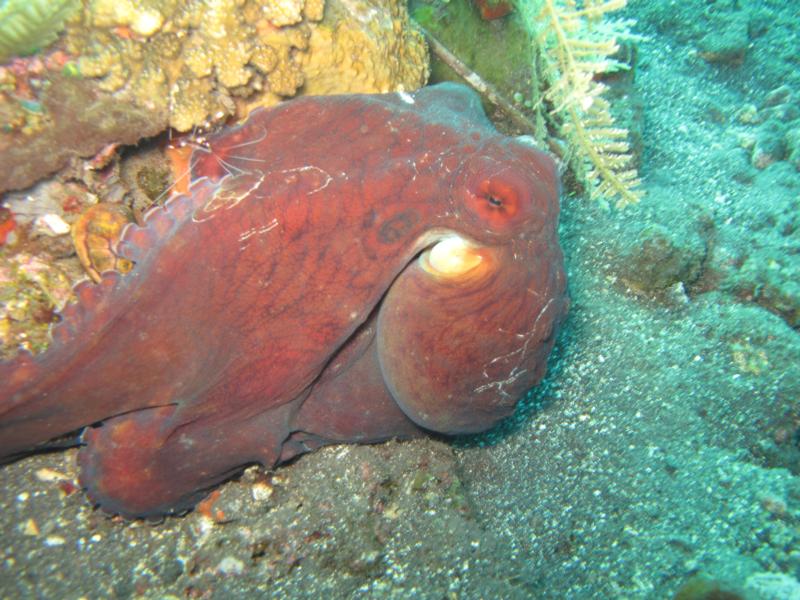 My 1st Octopus, Tulamben, Bali, Indonesia