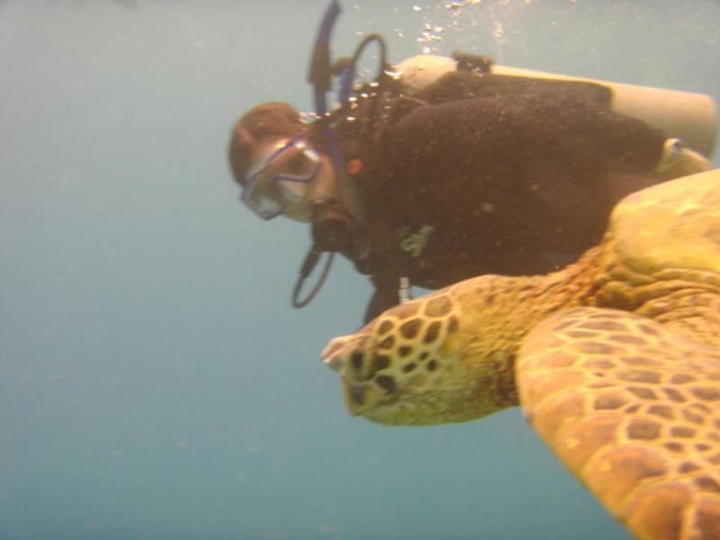 Sea Turtle, oahu, HI