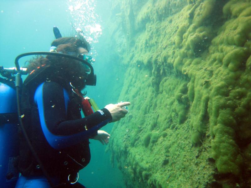 Studying algal mats along sides of quarry, Lake Rawlings, Va.