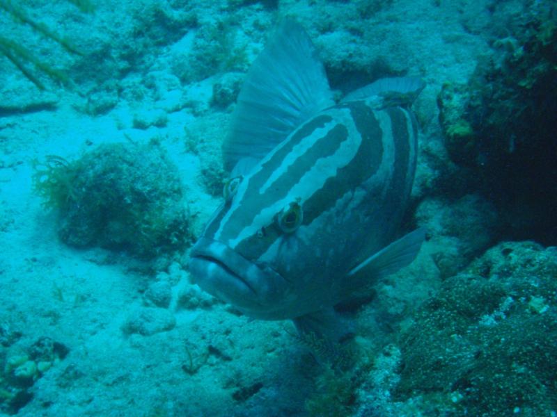 Grouper