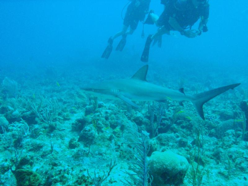 Aquarium, Turks & Caicos