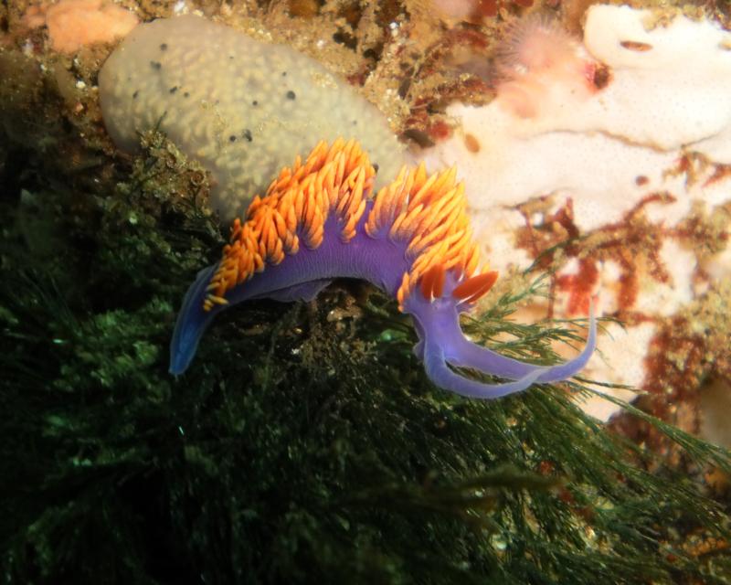 Santa Cruz Island Spanish Shawl