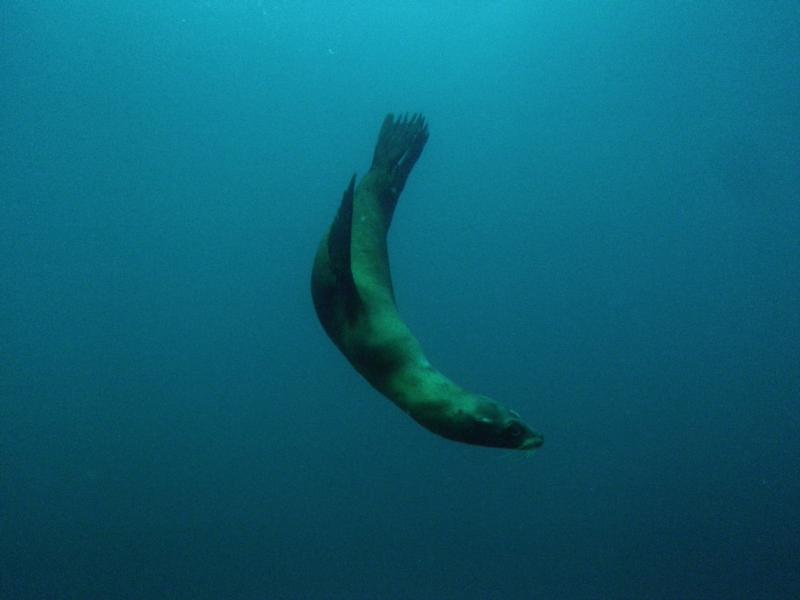 Sealions at Anacapa Island