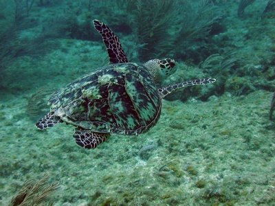 Cancun Mexico 42 ft