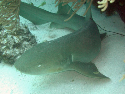 Cancun Mexico 42 ft
