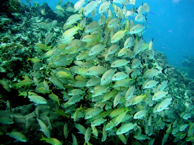 Cancun Mexico 42 ft