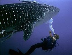 me & whale shark