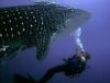 me & whale shark