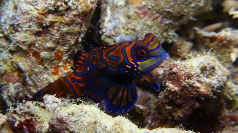 Mandarin fish