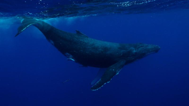 Humpback Whale, Tonga