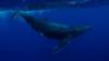 Humpback Whale, Tonga