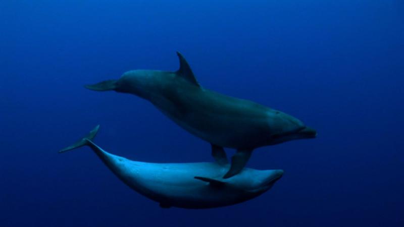 Dolphins playing, Rangiroa