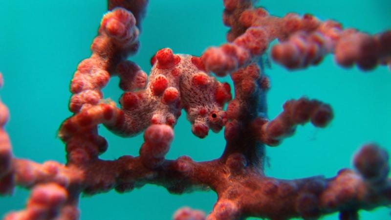 Pygmy Seahorse, Sipadan