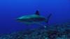 Silver-tip shark, Rangiroa