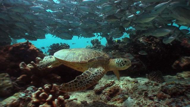 Green turtle among travelly