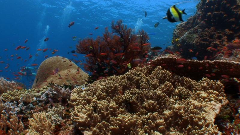 Reefs, Komodo