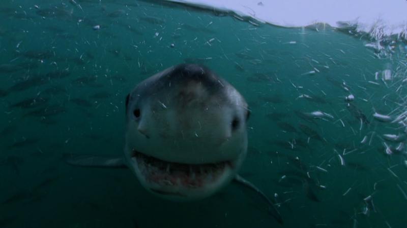 White shark smiling ; ) Gansbaai