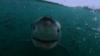 White shark smiling ; ) Gansbaai