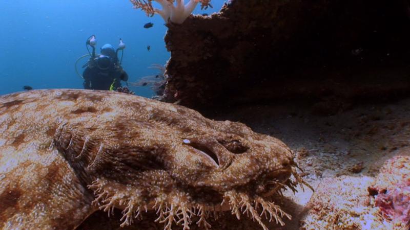 Wobbegong shark, Raja Ampat