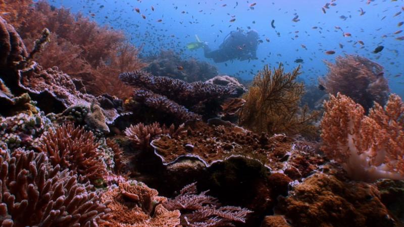 Reef scene, Raja Ampat