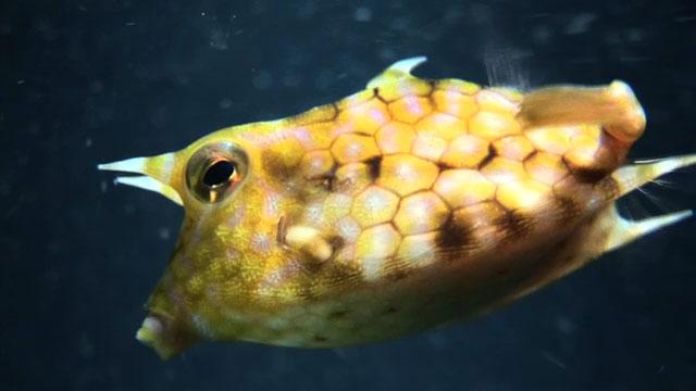 Thorny boxfish