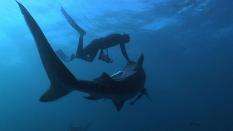 Petting tiger sharks, Aliwal shoals ZA