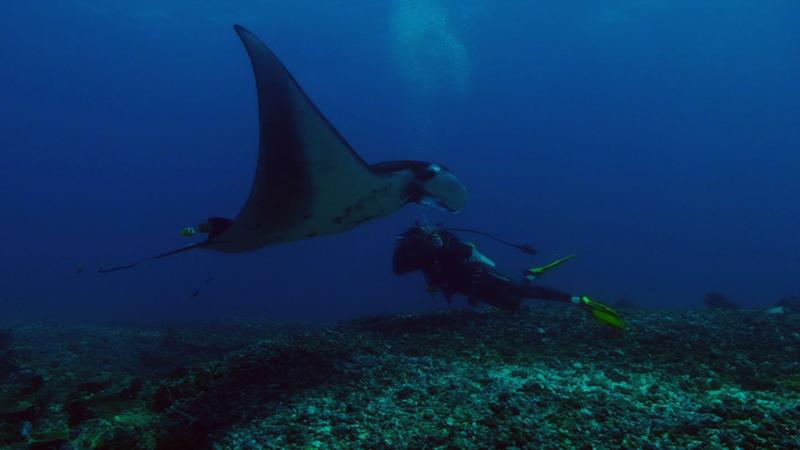 Manta ray, Komodo