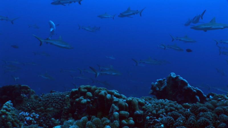 Sharks schooling